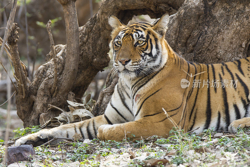 ranthambore国家公园里的孟加拉虎(Panthera tigris tigris)